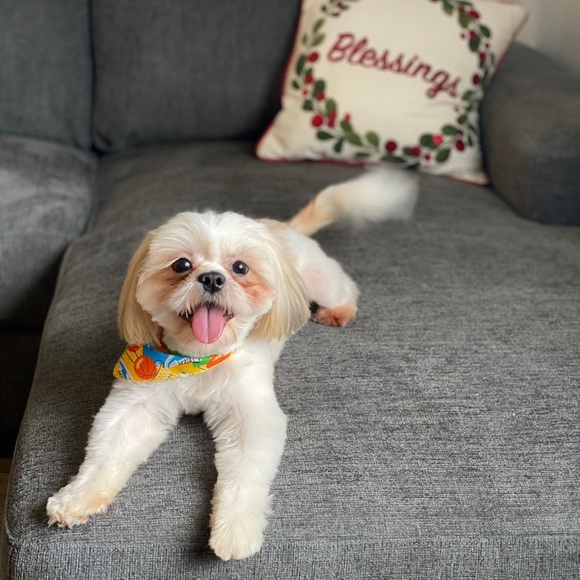 Meet your Posher, Roxana - Picture 1 of 1